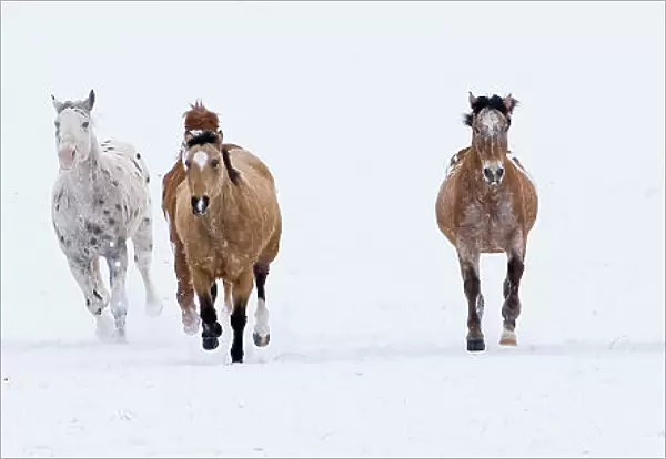 Horses running in the snow, Flitner Ranch, Shell, Wyoming, USA