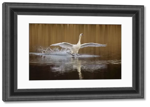 Mute swan (Cygnus olor) skidding along the surface of the water as it lands, Derbyshire
