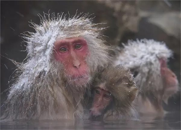 Japanese macaque (Macaca fuscata) holding young while bathing in hot spring to keep warm
