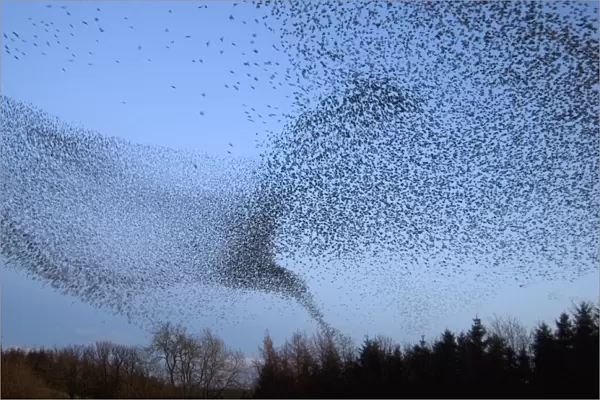 Common starling (Sturnus vulgaris) flock flying towards their night time roost, Scottish Borders
