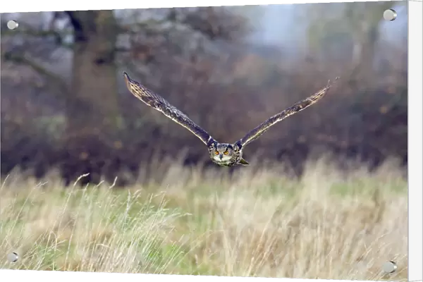 Eagle owl (Bubo bubo) flying low over grassland, captive, UK