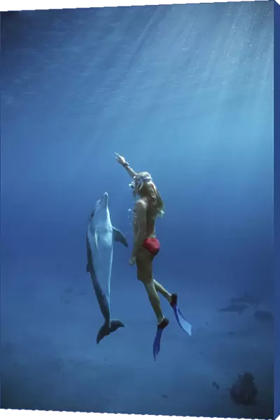 Dolphin trainer interacting with Bottlenose Dolphin (Tursiops truncatus), Dolphin Reef