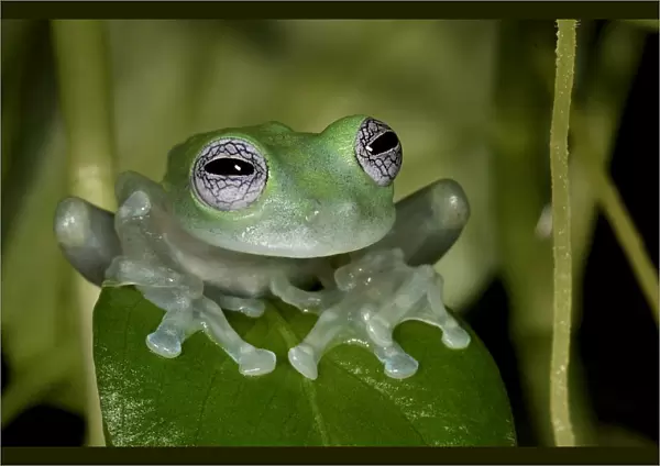 White-spotted leaf frog (Cochranella albomaculata) captive, from Central America
