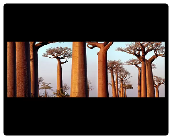 Boabab trees {Adansonia grandidieri} in evening light. Morondava, Madagascar. Digital Composite Panorama