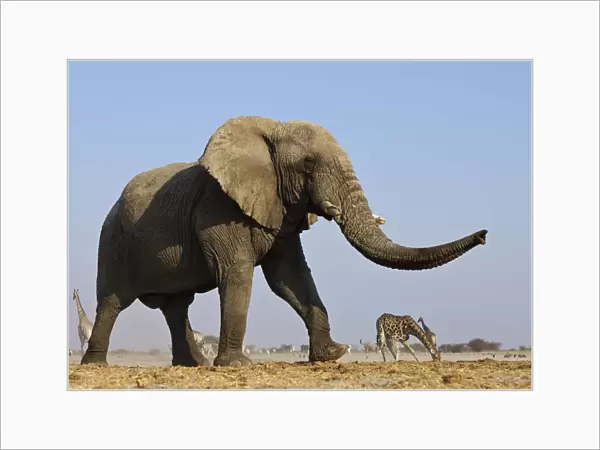 African elephant (Loxodonta africana) at waterhole with Giraffe in the background