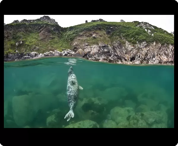 Atlantic grey seal (Halichoerus grypus) resting vertical beneath the surface, Lundy Island