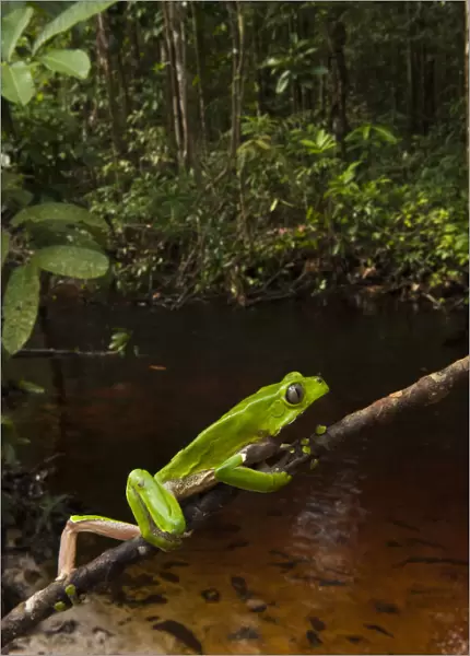 Giant leaf frog (Phyllomedusa bicolor) climbing along branch in rainforest, Iwokrama Reserve