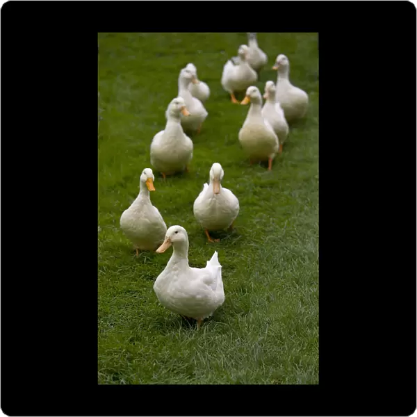 Aylesbury ducks following in a line on village green, Weedon, Buckinghamshire, UK