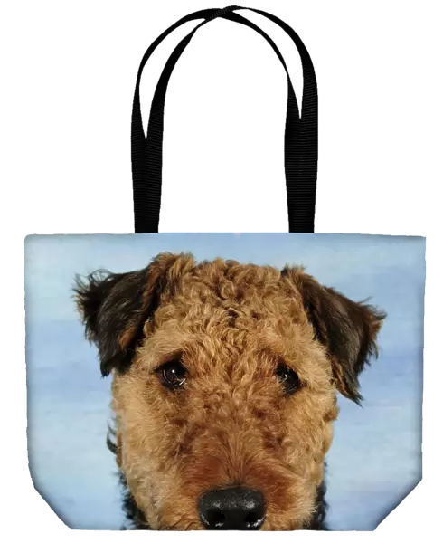 Airdale terrier head portrait, sitting and panting
