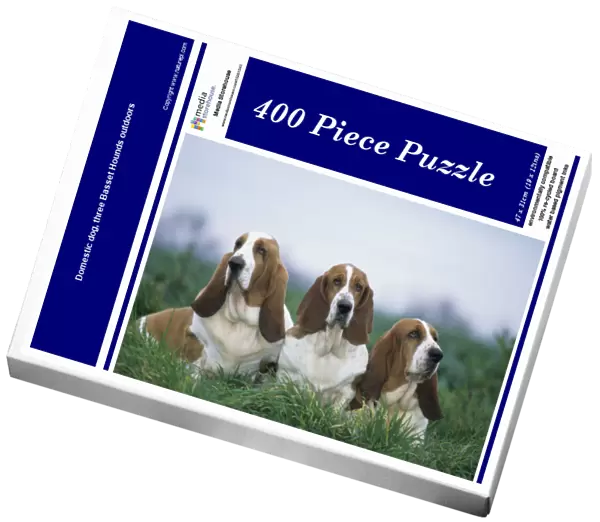Domestic dog, three Basset Hounds outdoors