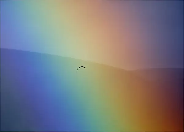 Osprey (Pandion haliaetus) flying through a rainbow. Aviemore, Scotland, July