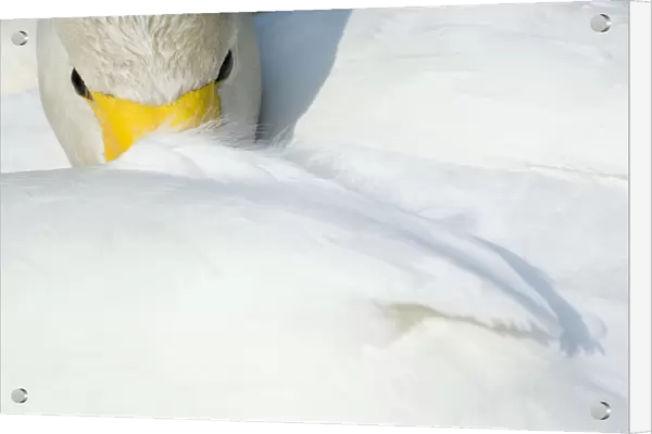 Whooper Swan (Cygnus cygnus) with its beak tucked under its wing. The Netherlands, June