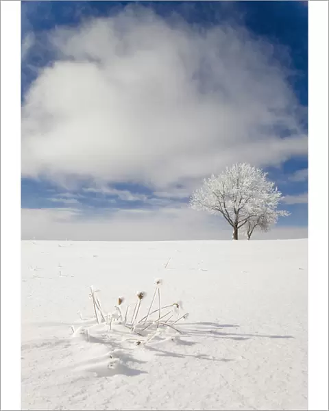 Tree covered with rime ice standing in snow-covered field, Ithaca, New York, USA