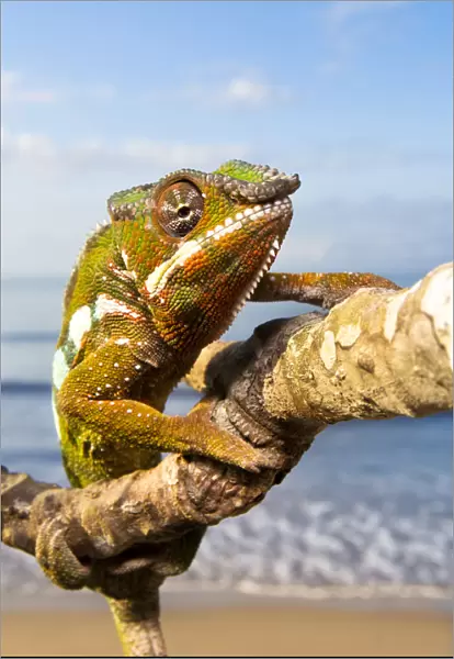 Panther Chameleon {Furcifer pardalis} climbing along branch on beach, Masoala Peninsula