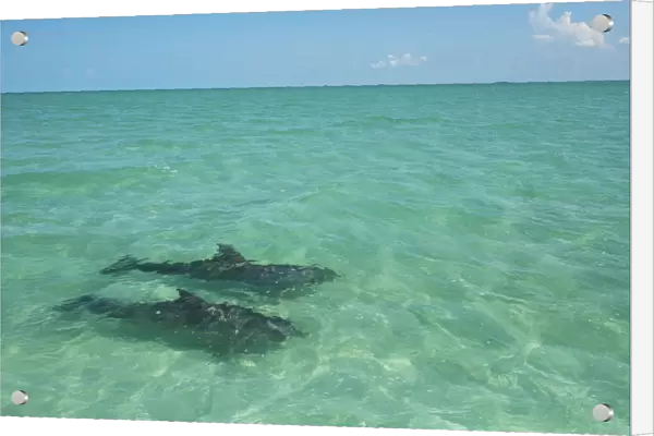 Two Common Bottlenose Dolphin (Tursiops truncatus) in shallow water. Punta Allen