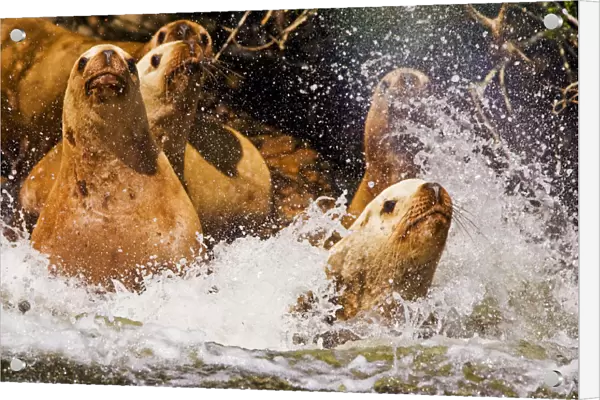 Stellers Sealion (Eumetopias jubata) stampede into the water. Clayoquot Sound