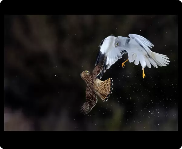 Northern  /  Hen Harrier (Circus cyaneus) and Kestrel (Falco tinnunculus) below, fighting in flight