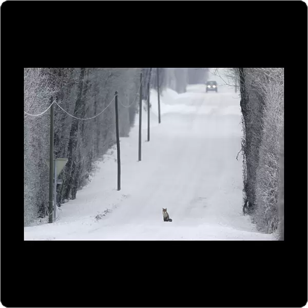 Red Fox (Vulpes vulpes) sitting in middle of snow covered road as a car approaches