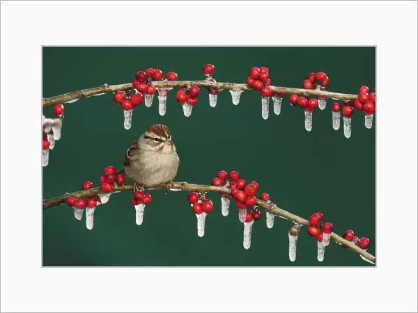 Chipping Sparrow (Spizella passerina) adult on ice covered Possum Haw Holly (Ilex decidua) berries