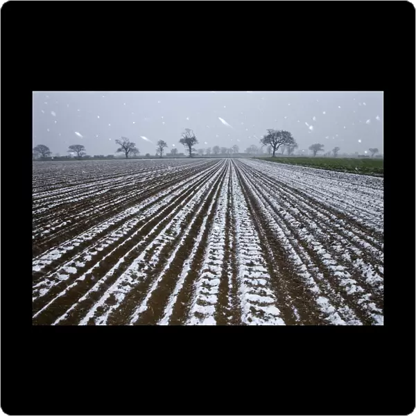 Snow falling on arable land with Oak trees in the background, Southrepps, Norfolk