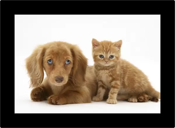 Cream Dapple Miniature Long-haired Dachshund puppy with British shorthair red tabby