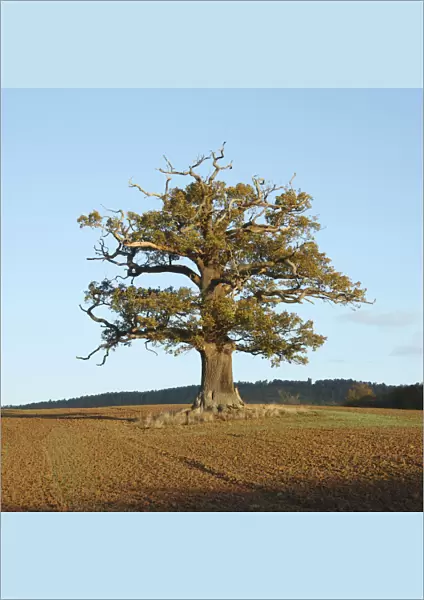 English Oak (Quercus robur) standing solitary in a field. Surrey, UK, November. Year sequence