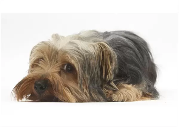 Yorkshire Terrier, lying with chin on the floor