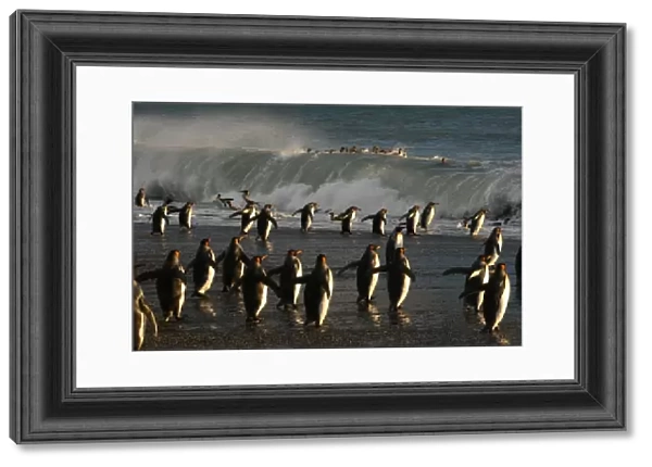King penguins (Aptenodytes patagonicus) heading out to sea, crossing tidal surf to