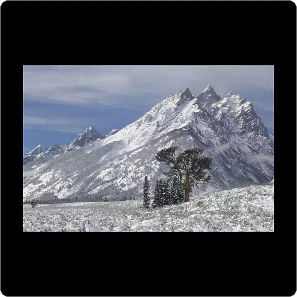 Limber Pine (Pinus flexilis) against high mountain peaks. Grand Teton National Park, Wyoming, USA