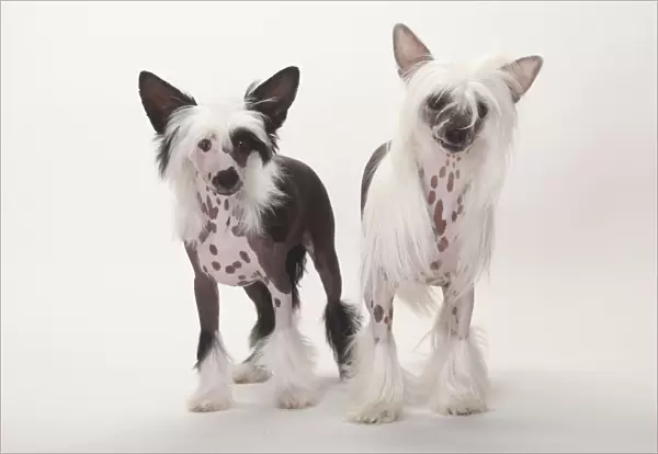Chinese Crested Dog, hairless bitch with puppy, male, 4 months