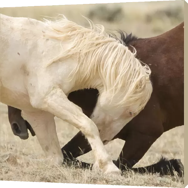 Mustang  /  wild horses, second year cremello colt Claro play fighting with bay, McCullough Peak herd