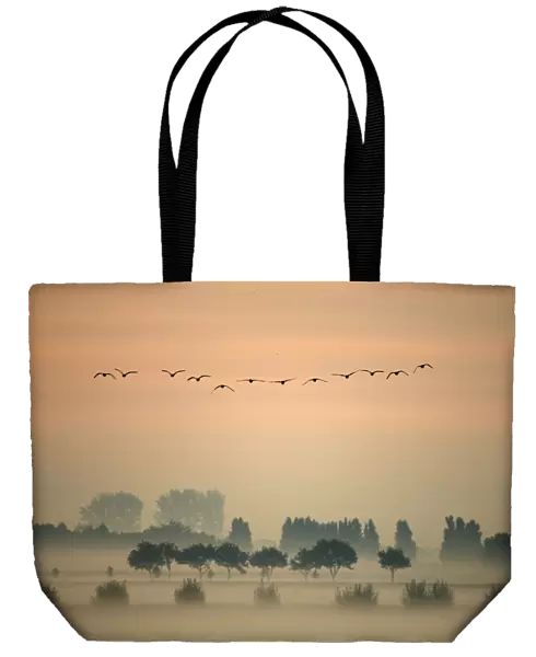 A flock of Greylag Goose (Anser anser) flying in formation above misty fields. The Netherlands