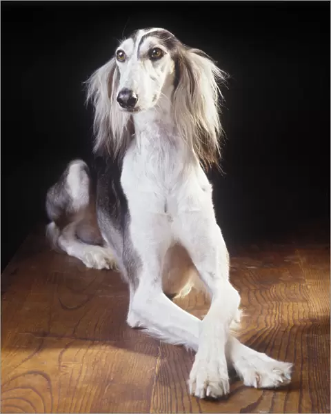 Domestic dog, Saluki  /  Arabian Hound  /  Gazelle Hound  /  Persian Greyhound, studio portrait