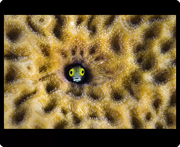 RF- Secretary blenny (Acanthemblemaria maria) peering from hole in massive Starlet coral