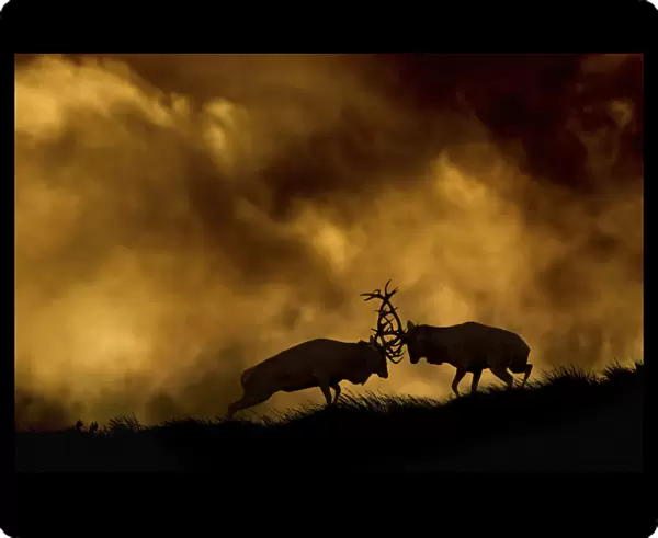Red deer (Cervus elaphus) stags fighting at dusk during rutting season, Cheshire