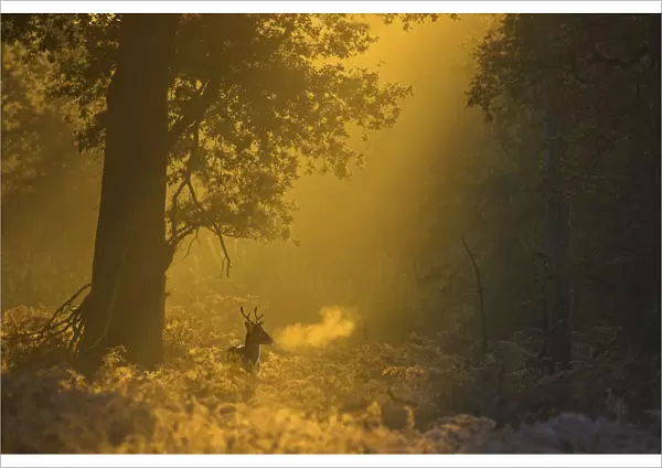 Fallow deer (Dama dama) in woodland clearing at dawn, Cheshire, UK November