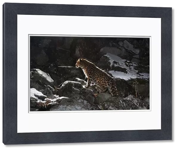 Wild female Amur leopard (Panthera pardus orientalis) on rocky hillside, Kedrovaya Pad reserve