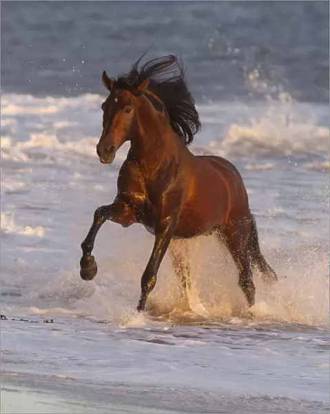 Andalusian stallion running out of the sea on beach, Ojai, California, USA