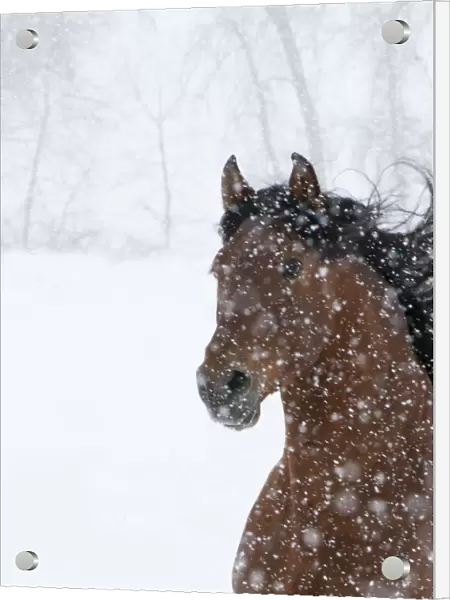 Andulasian bay stallion running in snow storm, Longmont, Colorado, USA