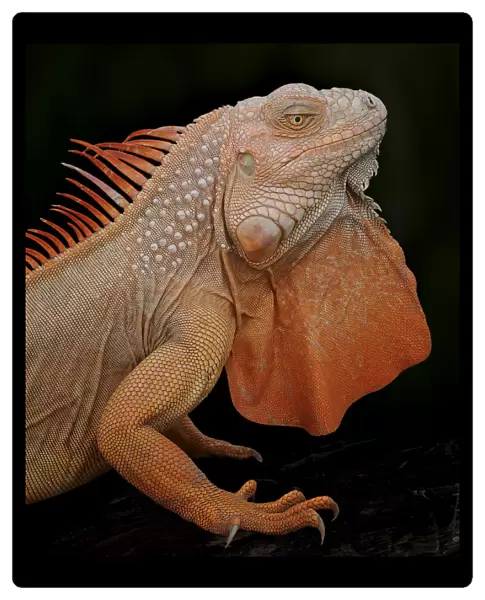 Common iguana (Iguana iguana) albino, captive, from Central and South America