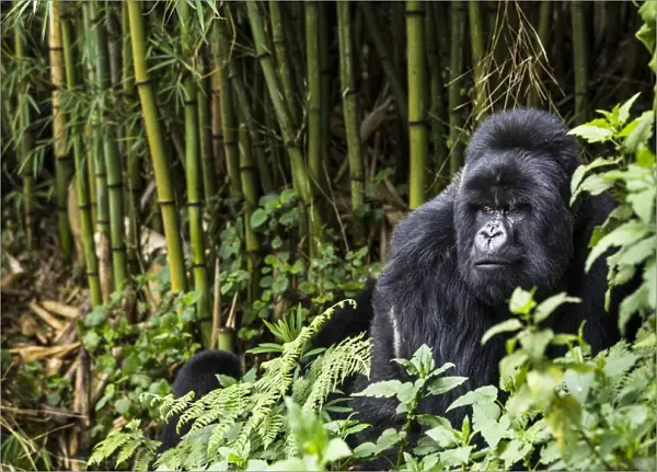Silverback Mountain gorilla (Gorilla beringei) in the bamboo forest, this is Munyinya