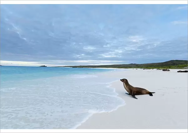 Galapagos sea lion (Zalophus wollebaeki) looking out to sea on sandy beach. Endangered