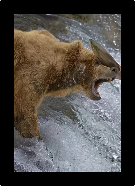 Salmon landing on head of Grizzly bear (Ursus arctos horribilis) as it is leaping up rapids