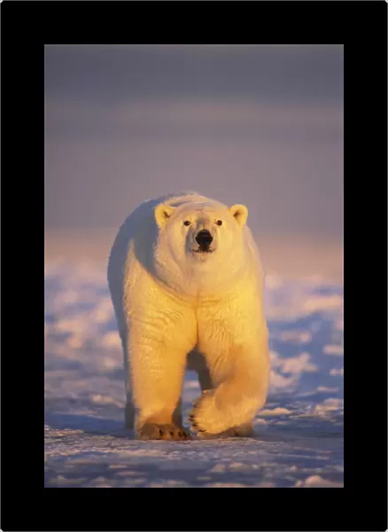 Polar bear (Ursus maritimus) adult walking over newly formed pack ice during fall freeze up
