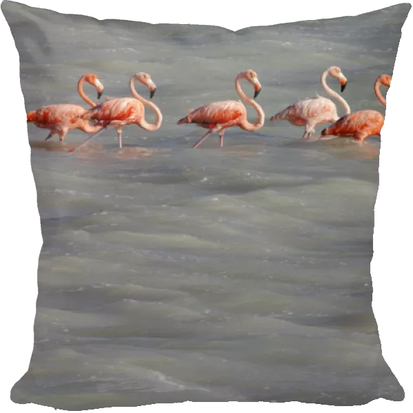 American Flamingo (Phoenicopterus ruber), Ria Lagartos Biosphere Reserve, Yucatan Peninsula