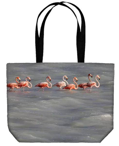 American Flamingo (Phoenicopterus ruber), Ria Lagartos Biosphere Reserve, Yucatan Peninsula
