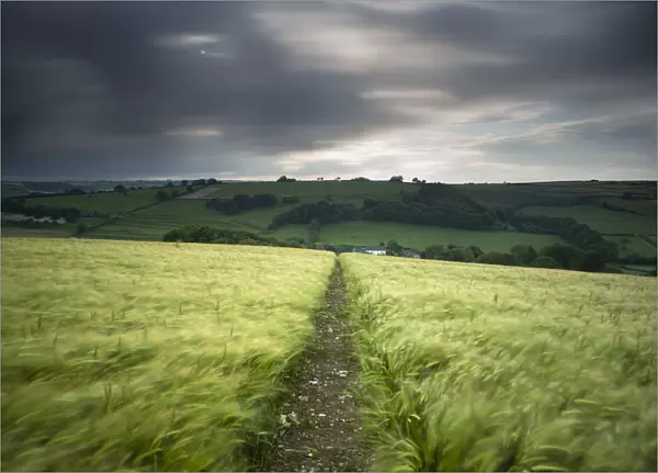 Footpath  /  track through a field of barley under stormy sky, near Plush, Dorset