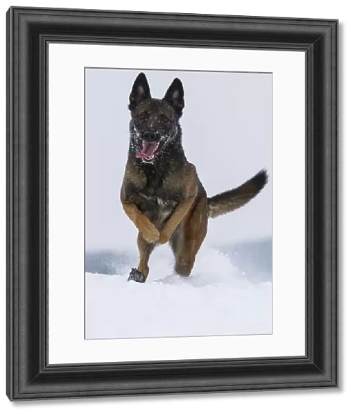 A Malinois  /  Belgian Shepherd police dog Mia owned by German police officer