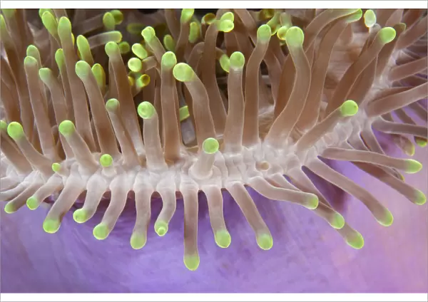 Detail of magnificent Sea anemone (Heteractis magnifica) Maldives, Indian Ocean