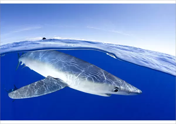 Split image of Blue shark (Prionace glauca) close to the surface, Pico Island, Azores
